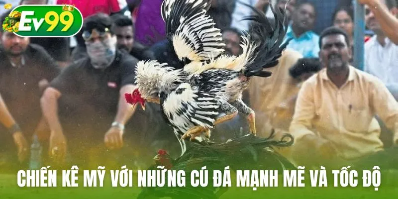 Chiến kê Mỹ với những cú đá mạnh mẽ và tốc độ